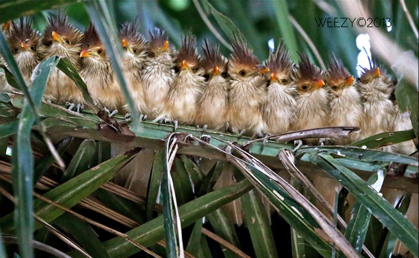 These birds know how to cuddle!