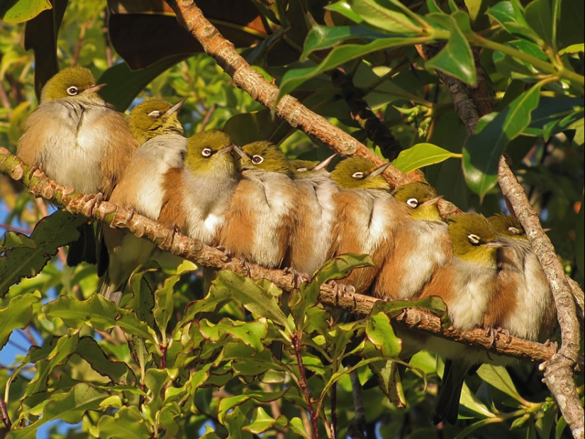 These birds know how to cuddle!