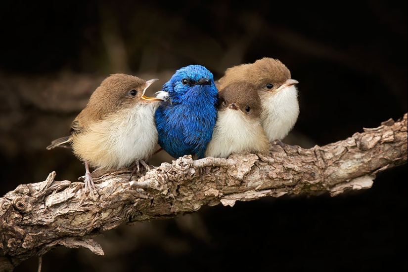 These birds know how to cuddle!