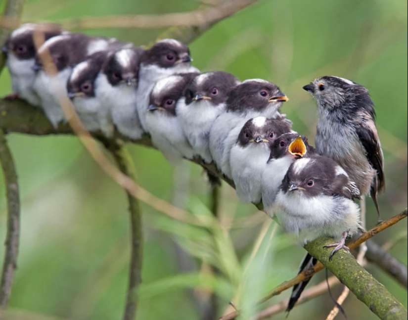 These birds know how to cuddle!