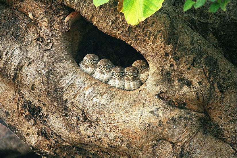 These birds know how to cuddle!