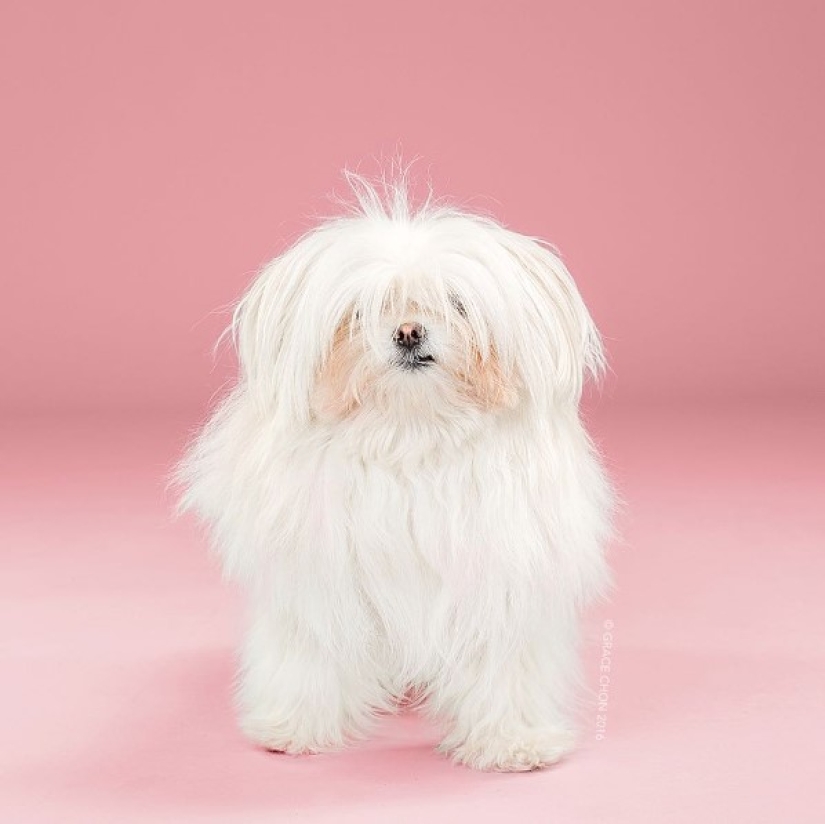 These fashionable dogs are simply unrecognizable after their haircut!