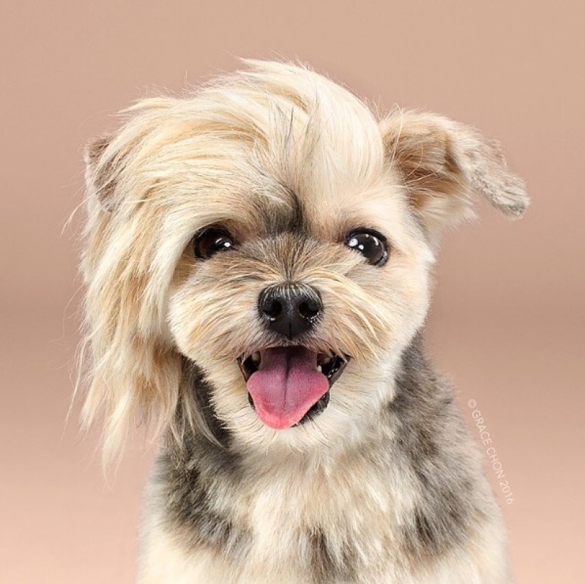 These fashionable dogs are simply unrecognizable after their haircut!