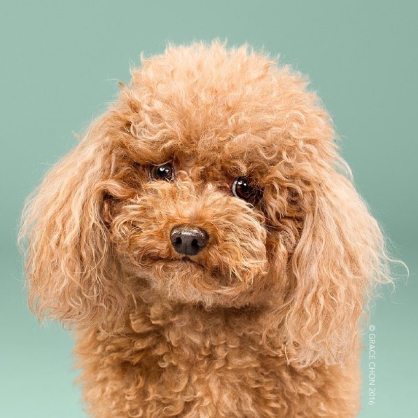 These fashionable dogs are simply unrecognizable after their haircut!