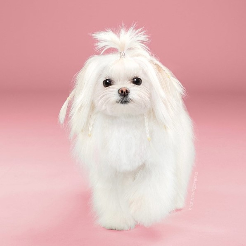 These fashionable dogs are simply unrecognizable after their haircut!