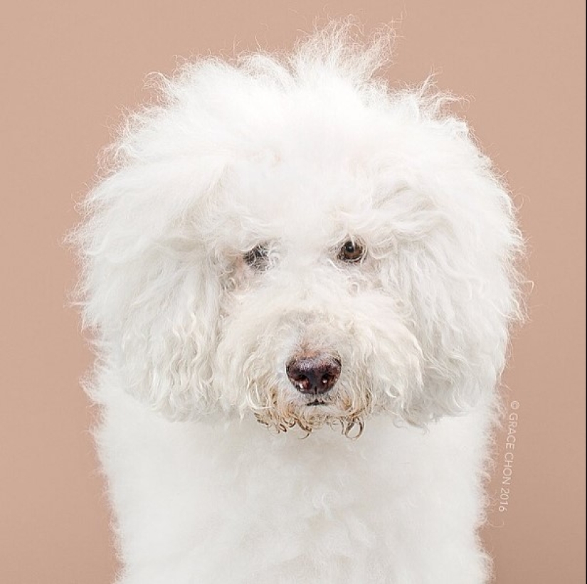 These fashionable dogs are simply unrecognizable after their haircut!