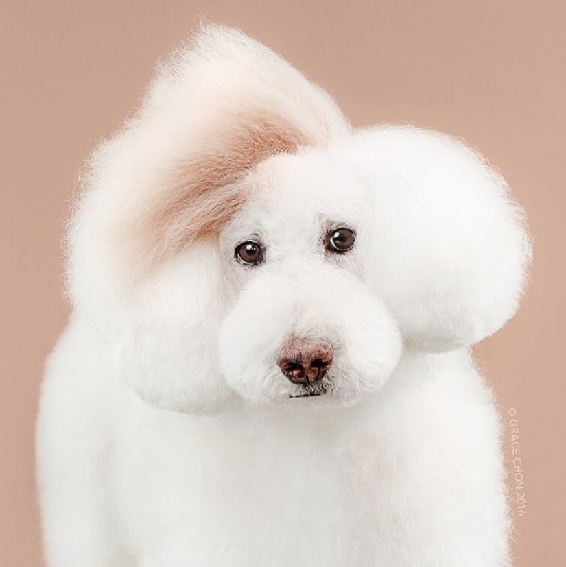 These fashionable dogs are simply unrecognizable after their haircut!