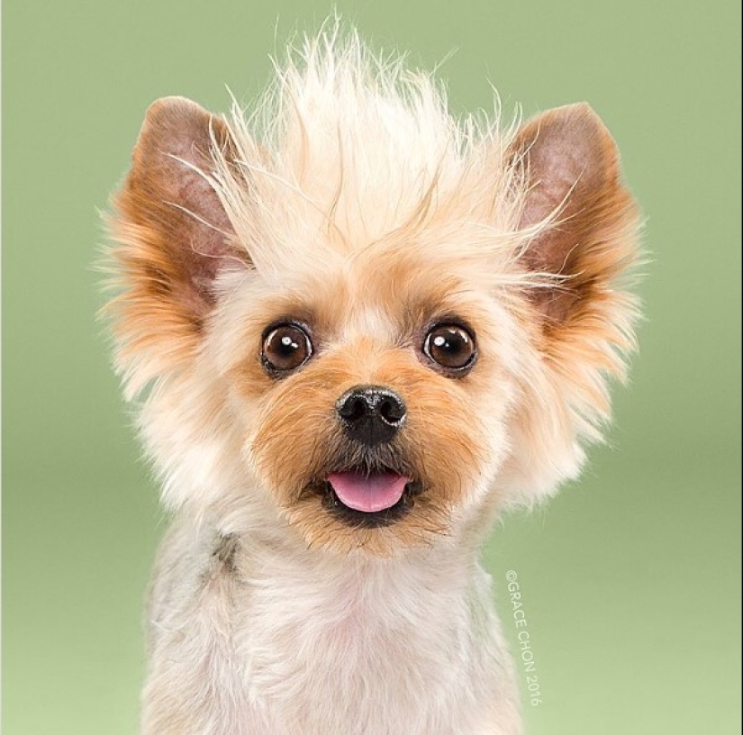 These fashionable dogs are simply unrecognizable after their haircut!