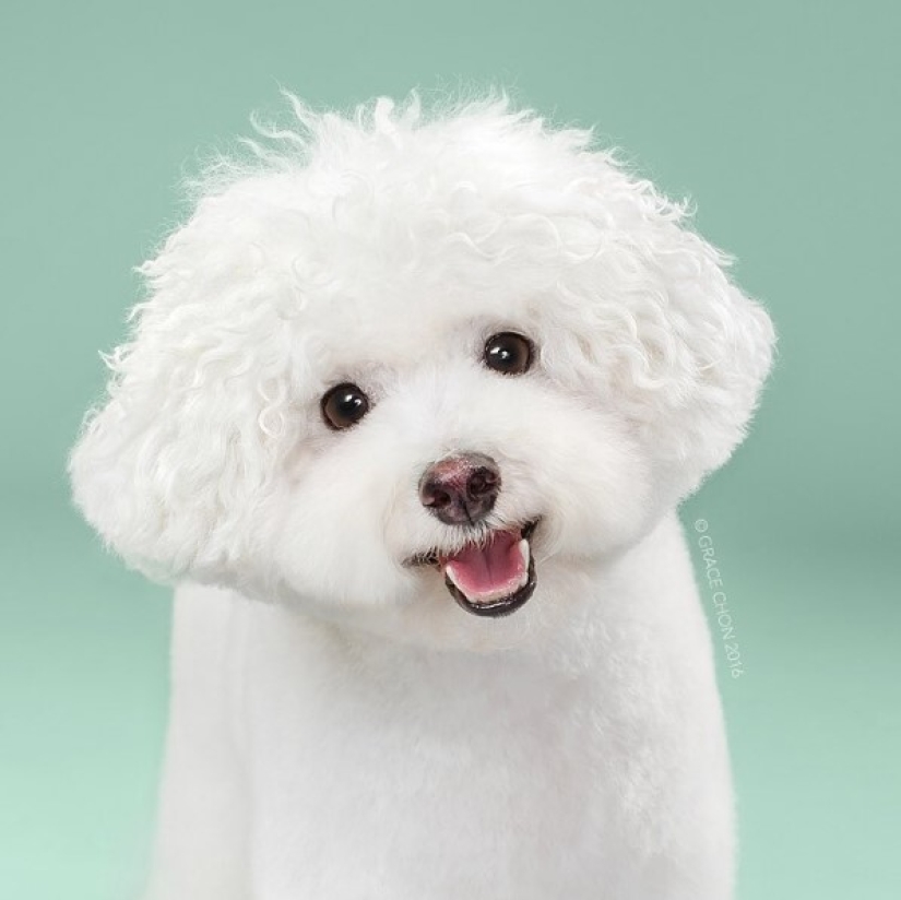 These fashionable dogs are simply unrecognizable after their haircut!