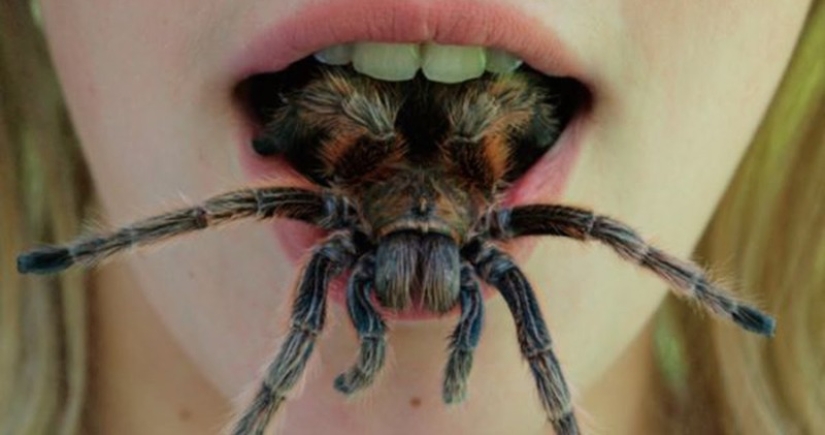 They are already crawling for you: top 10 creepy Australian killer spiders