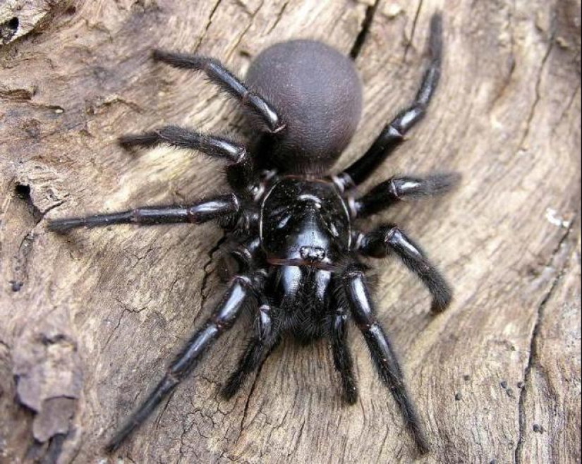 They are already crawling for you: top 10 creepy Australian killer spiders