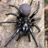 They are already crawling for you: top 10 creepy Australian killer spiders