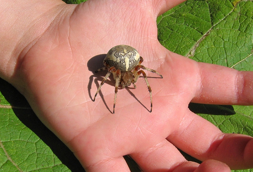 They are already crawling for you: top 10 creepy Australian killer spiders