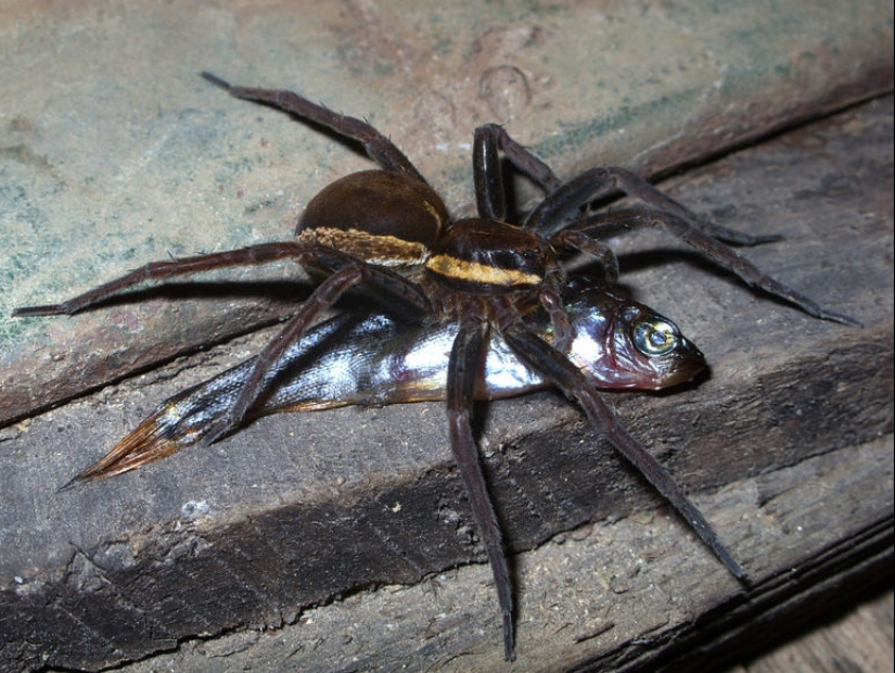 They are already crawling for you: top 10 creepy Australian killer spiders