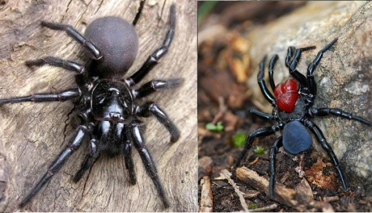 They are already crawling for you: top 10 creepy Australian killer spiders