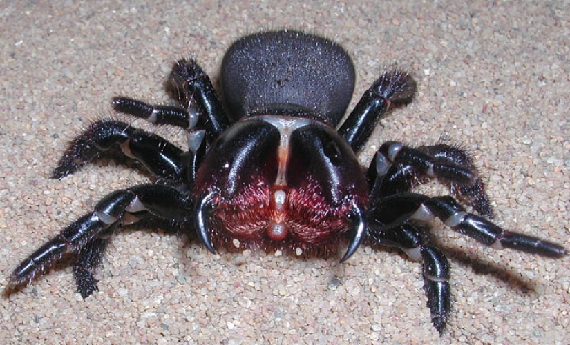 They are already crawling for you: top 10 creepy Australian killer spiders