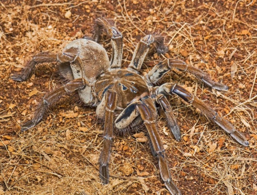 They are already crawling for you: top 10 creepy Australian killer spiders