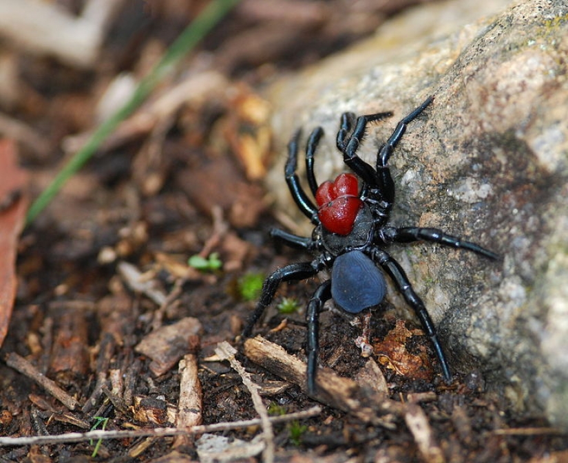 They are already crawling for you: top 10 creepy Australian killer spiders