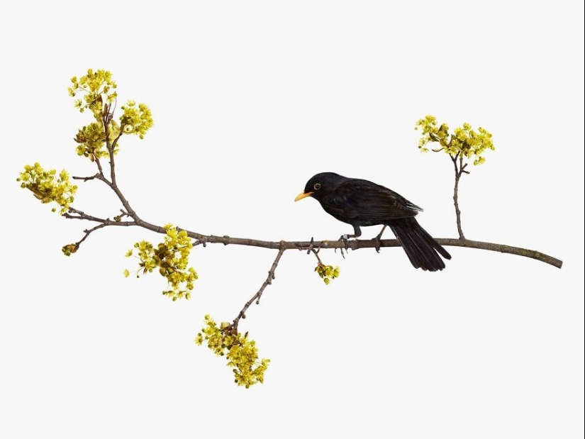 This Artist Photographs Birds On Plants And Branches In A Studio