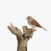 This Artist Photographs Birds On Plants And Branches In A Studio