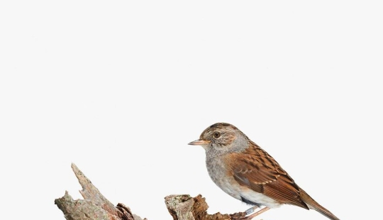 This Artist Photographs Birds On Plants And Branches In A Studio