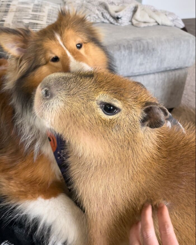 This Astoundingly Adorable Capybara Named Pumpkin Is Melting Hearts All Over The Internet