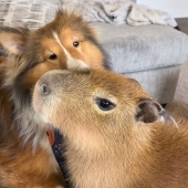 This Astoundingly Adorable Capybara Named Pumpkin Is Melting Hearts All Over The Internet