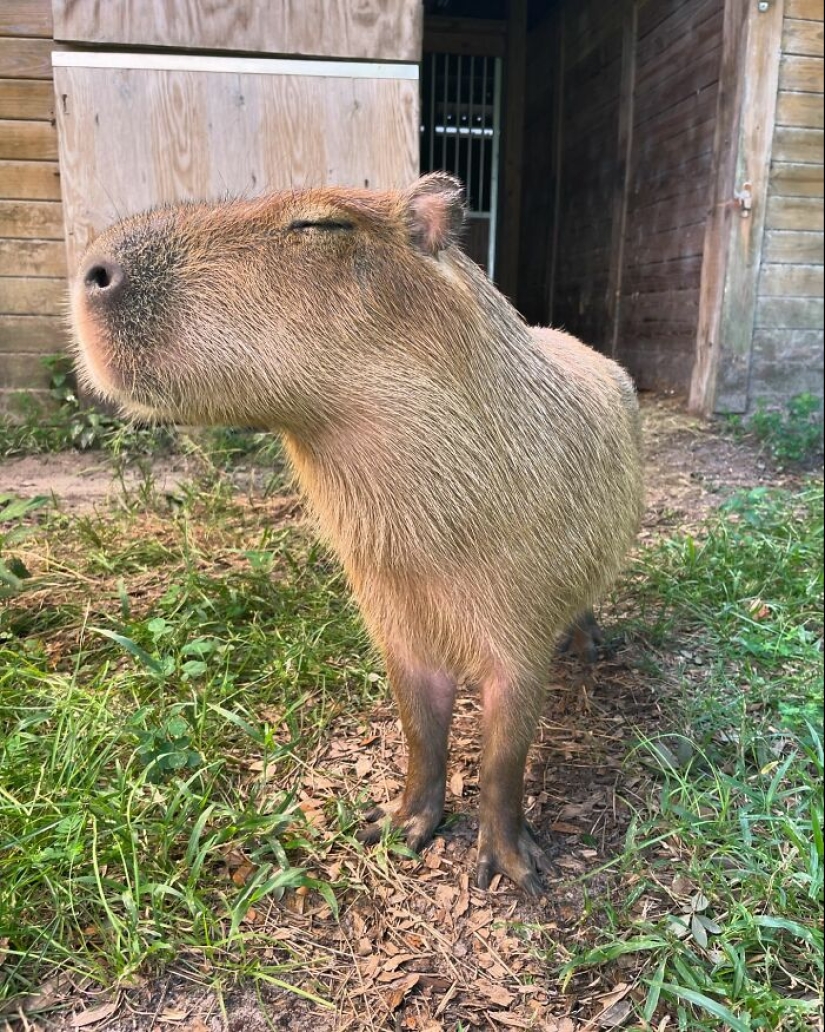 This Astoundingly Adorable Capybara Named Pumpkin Is Melting Hearts All Over The Internet