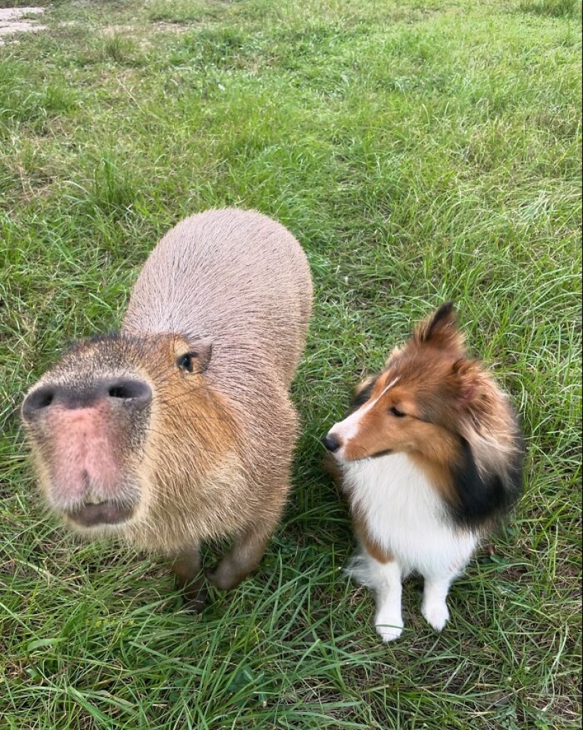 This Astoundingly Adorable Capybara Named Pumpkin Is Melting Hearts All Over The Internet