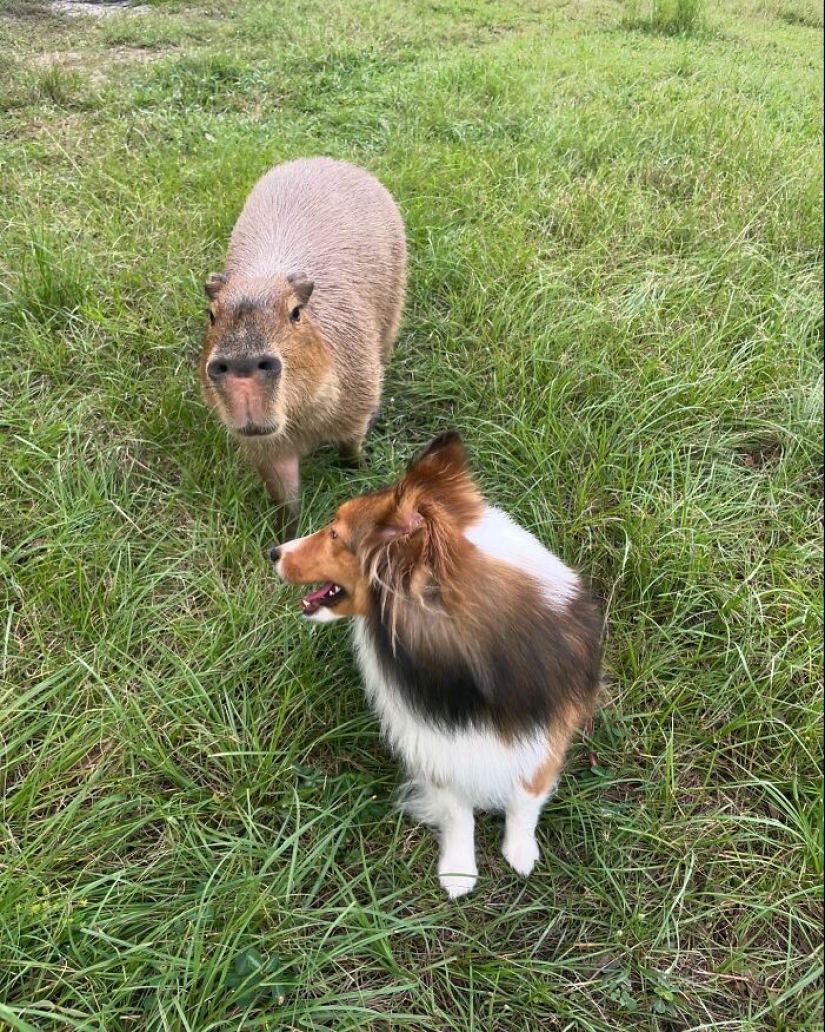 This Astoundingly Adorable Capybara Named Pumpkin Is Melting Hearts All Over The Internet