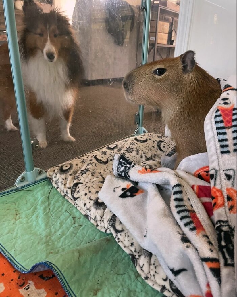 This Astoundingly Adorable Capybara Named Pumpkin Is Melting Hearts All Over The Internet