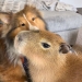 This Astoundingly Adorable Capybara Named Pumpkin Is Melting Hearts All Over The Internet