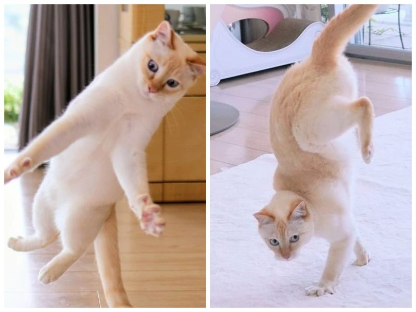 This cat from Japan dances much cooler than you, and here are 25 proofs