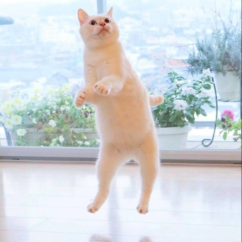 This cat from Japan dances much cooler than you, and here are 25 proofs