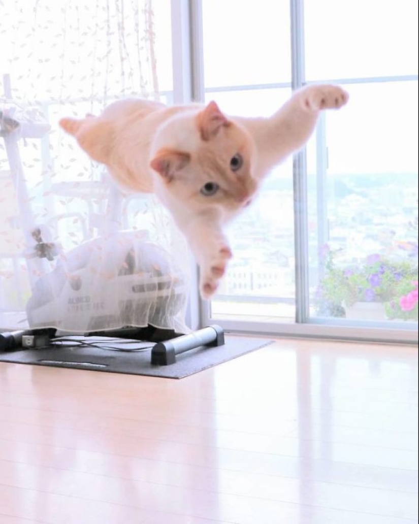 This cat from Japan dances much cooler than you, and here are 25 proofs