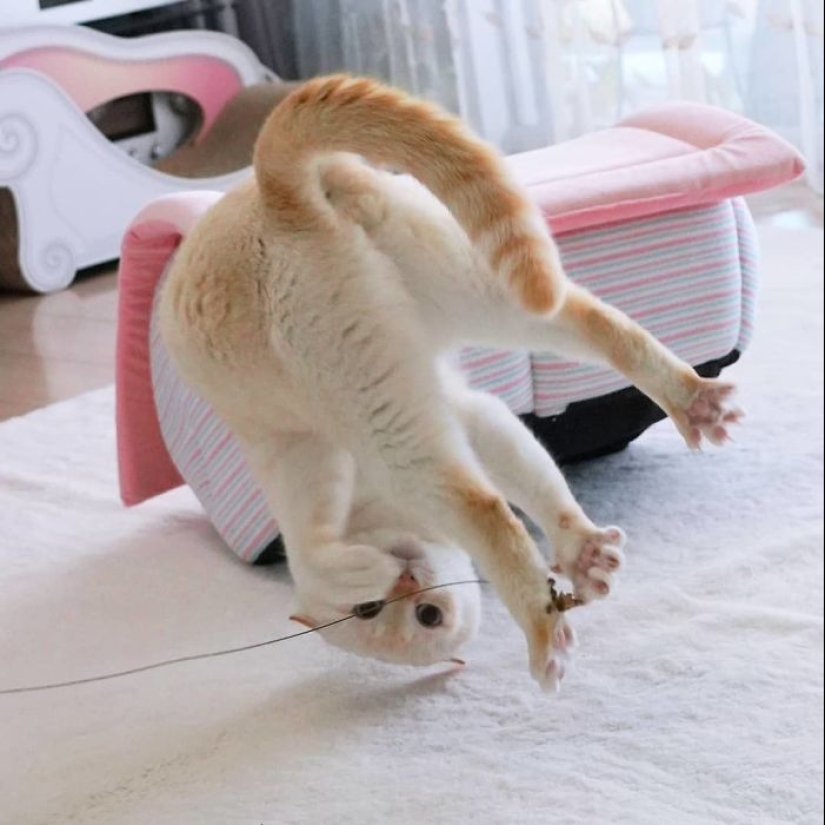 This cat from Japan dances much cooler than you, and here are 25 proofs