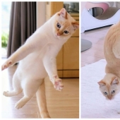 This cat from Japan dances much cooler than you, and here are 25 proofs