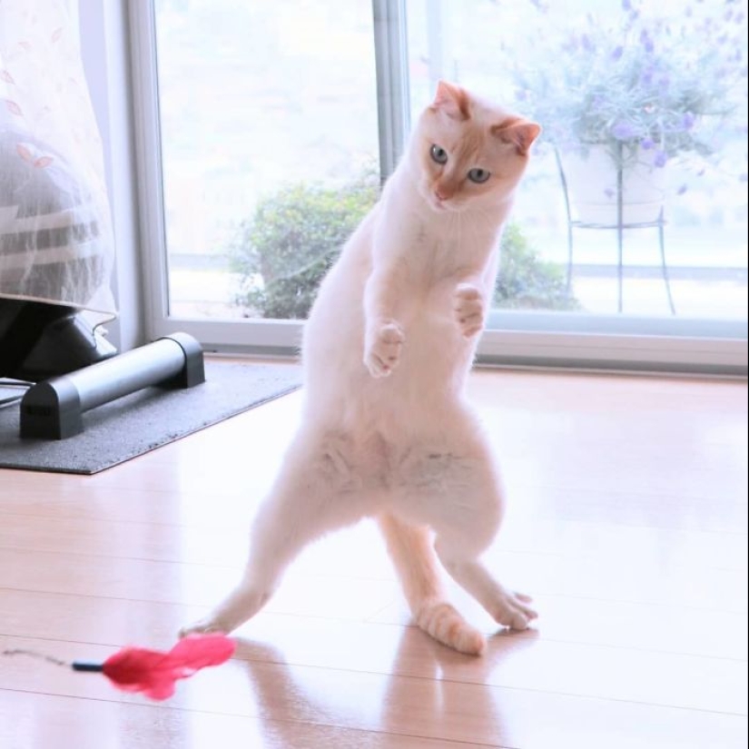 This cat from Japan dances much cooler than you, and here are 25 proofs