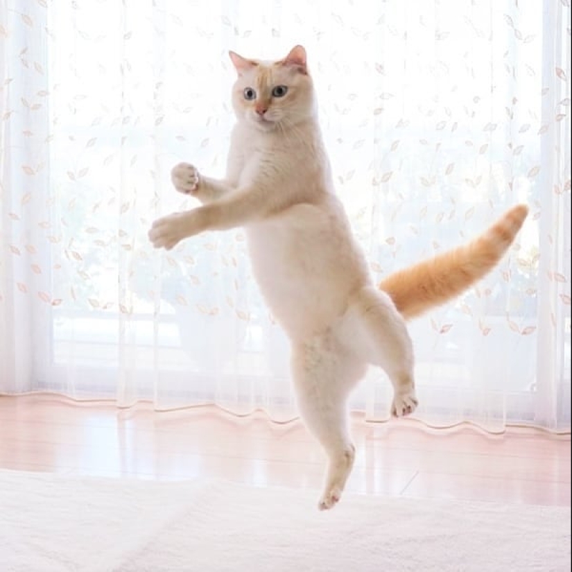 This cat from Japan dances much cooler than you, and here are 25 proofs