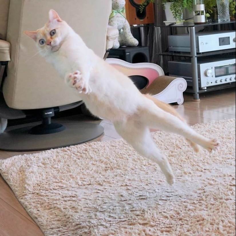 This cat from Japan dances much cooler than you, and here are 25 proofs