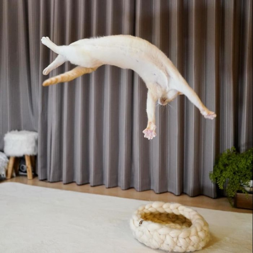 This cat from Japan dances much cooler than you, and here are 25 proofs