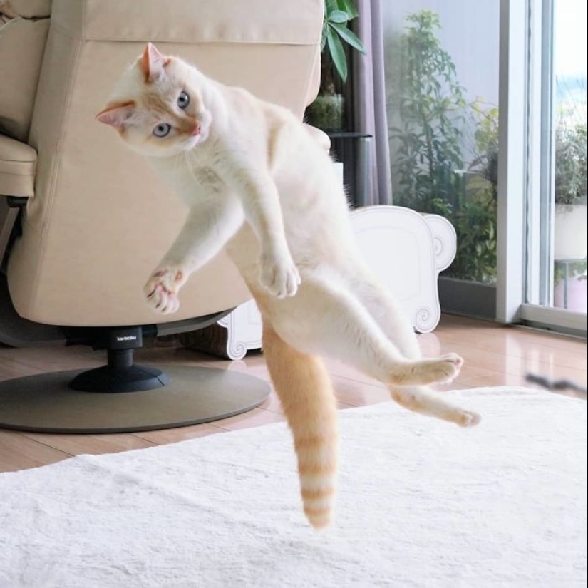 This cat from Japan dances much cooler than you, and here are 25 proofs