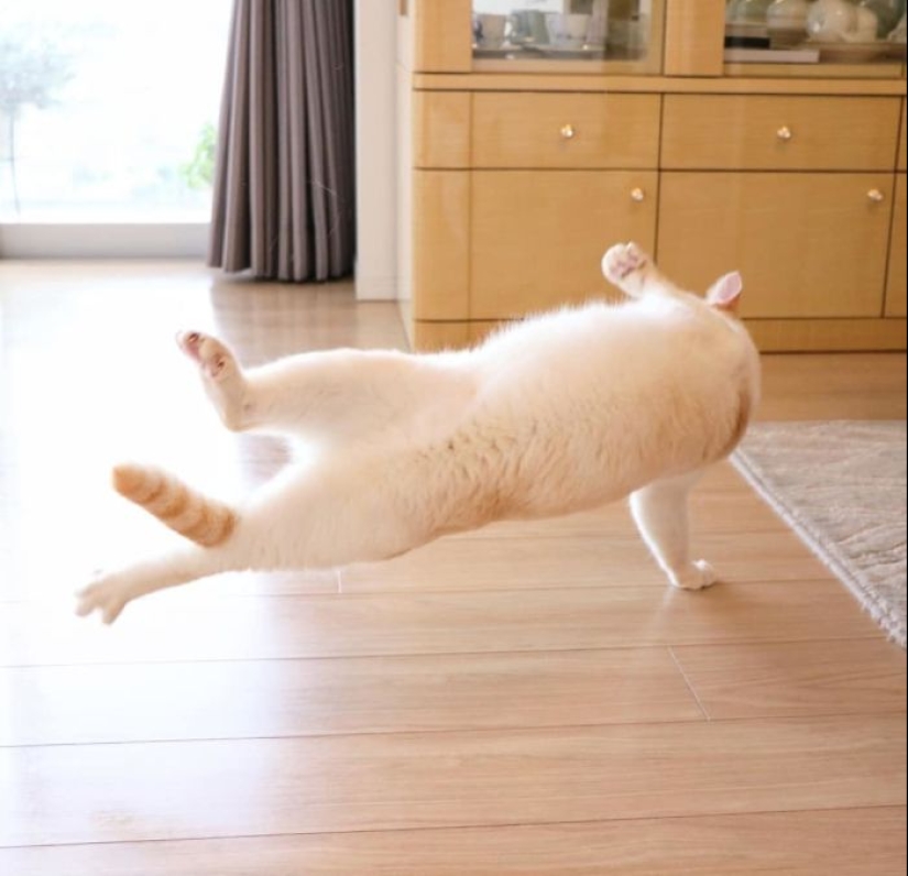 This cat from Japan dances much cooler than you, and here are 25 proofs