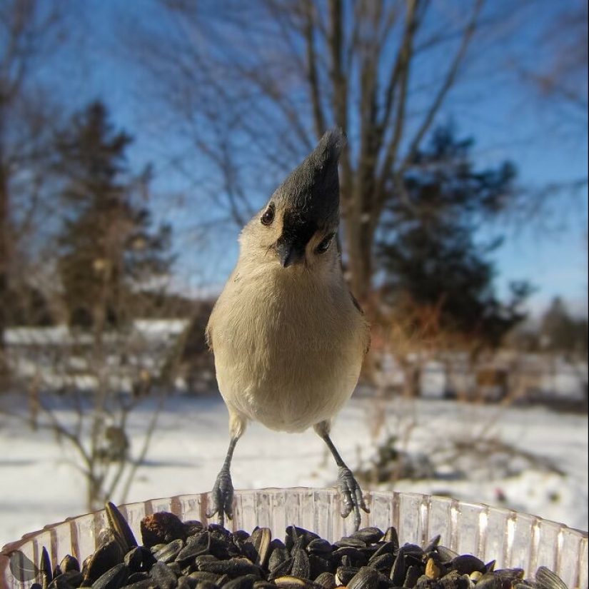 This Curious Woman Installed A Bird Feeder Camera To See Who Stopped By