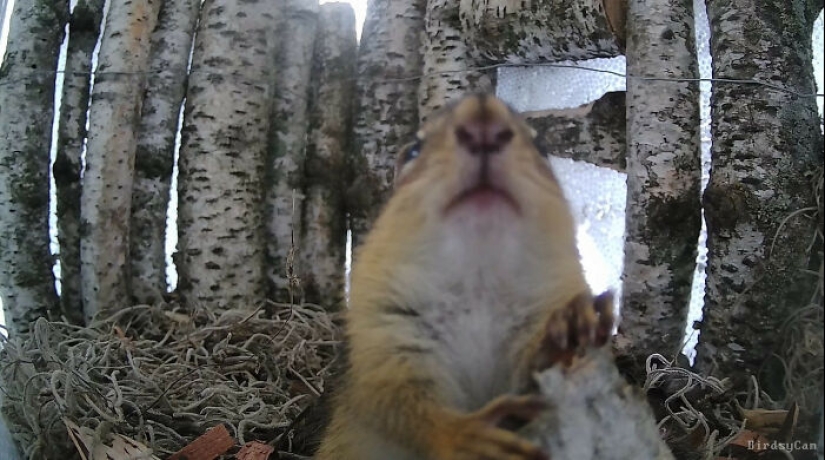 This Curious Woman Installed A Bird Feeder Camera To See Who Stopped By