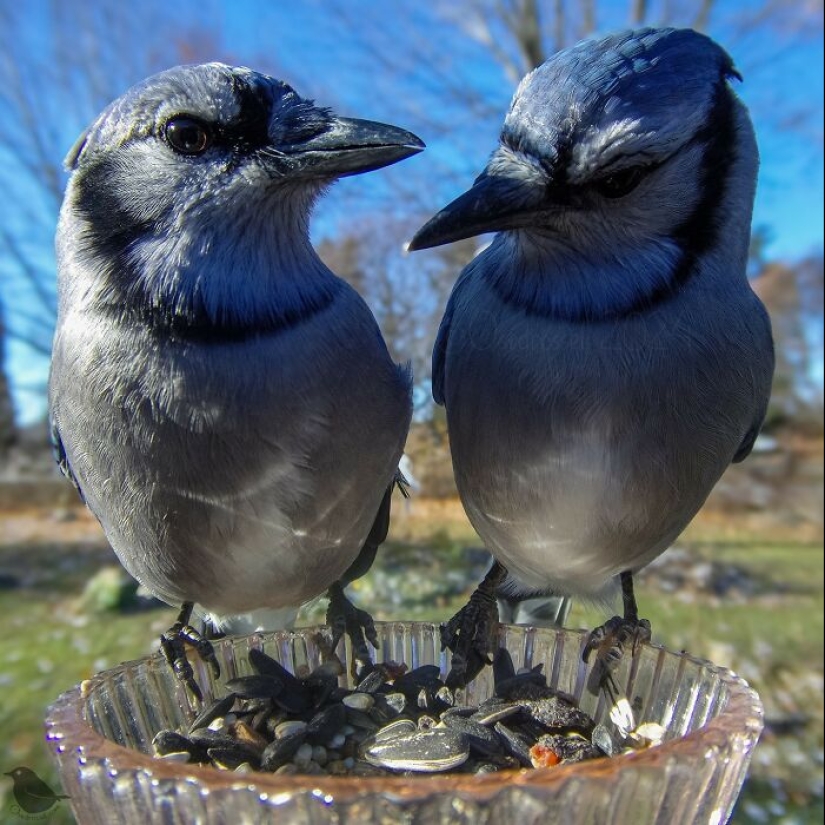 This Curious Woman Installed A Bird Feeder Camera To See Who Stopped By