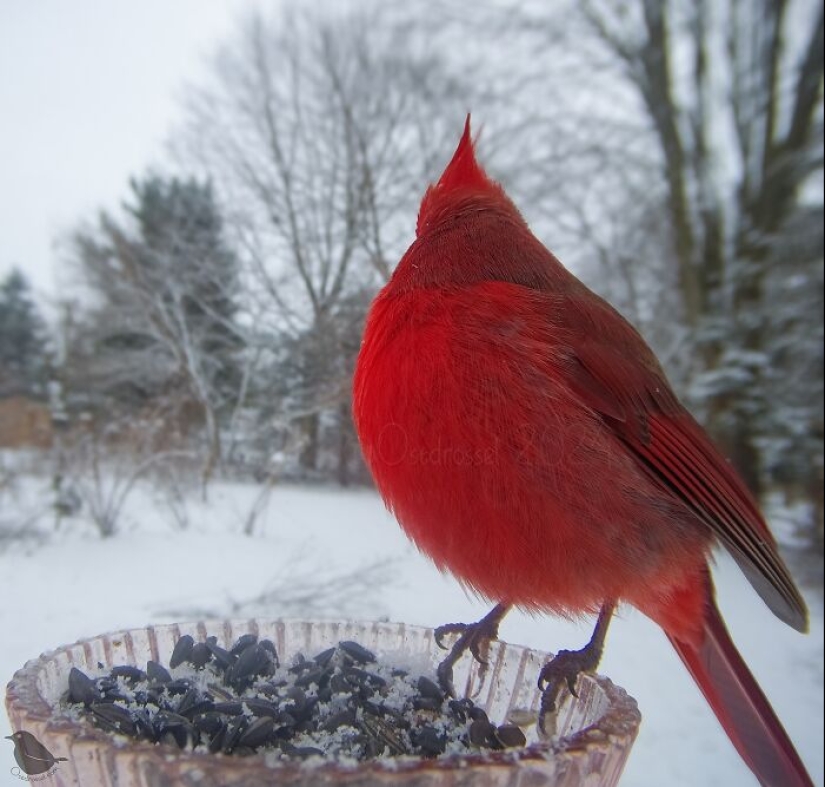 This Curious Woman Installed A Bird Feeder Camera To See Who Stopped By