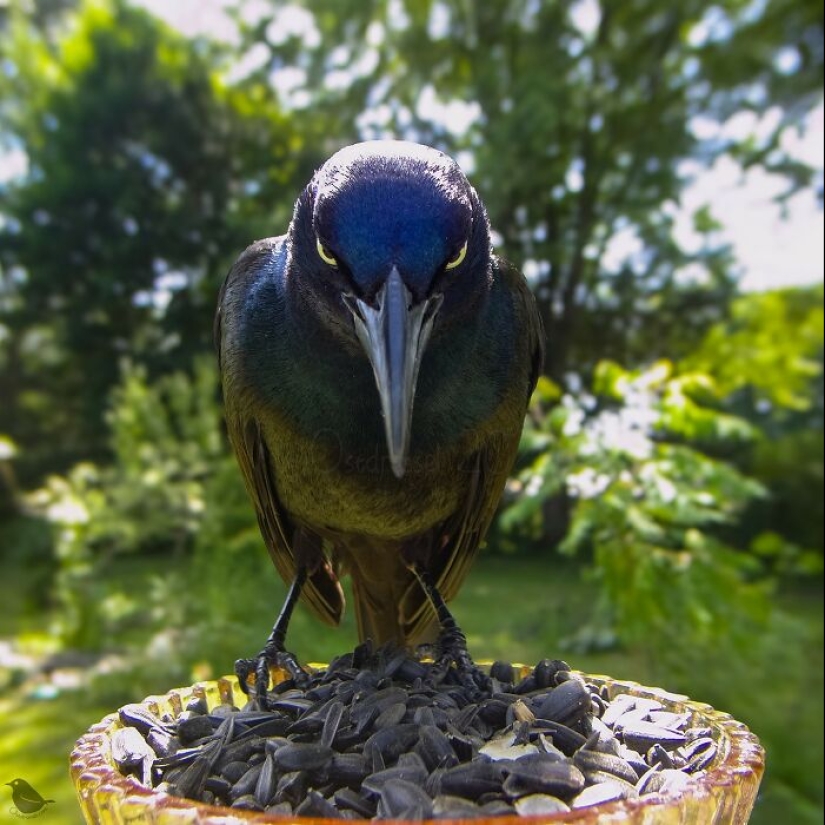 This Curious Woman Installed A Bird Feeder Camera To See Who Stopped By