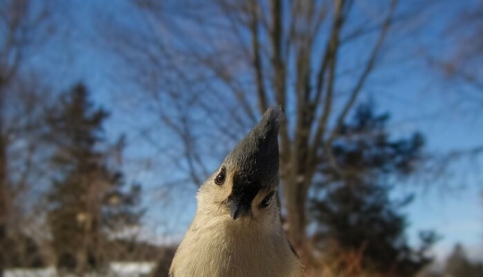 This Curious Woman Installed A Bird Feeder Camera To See Who Stopped By