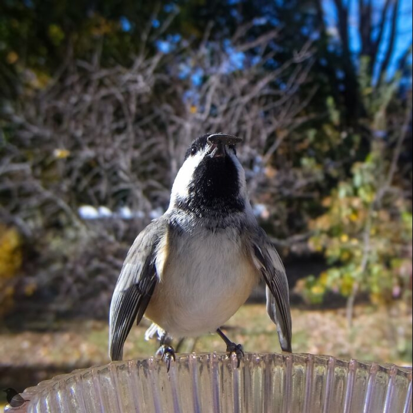 This Curious Woman Installed A Bird Feeder Camera To See Who Stopped By